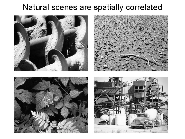 Natural scenes are spatially correlated 