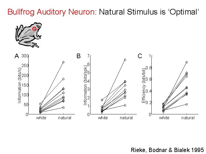 Bullfrog Auditory Neuron: Natural Stimulus is ‘Optimal’ B 300 Efficiency (bits/bit) Information (bits/spk) 0.