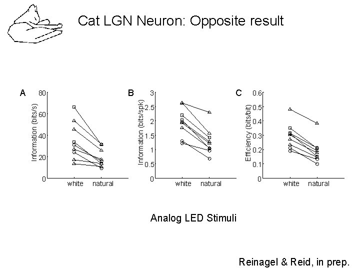 Cat LGN Neuron: Opposite result B 60 40 20 0 white natural C 3