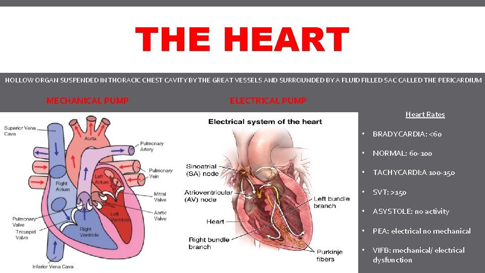 THE HEART HOLLOW ORGAN SUSPENDED IN THORACIC CHEST CAVITY BY THE GREAT VESSELS AND