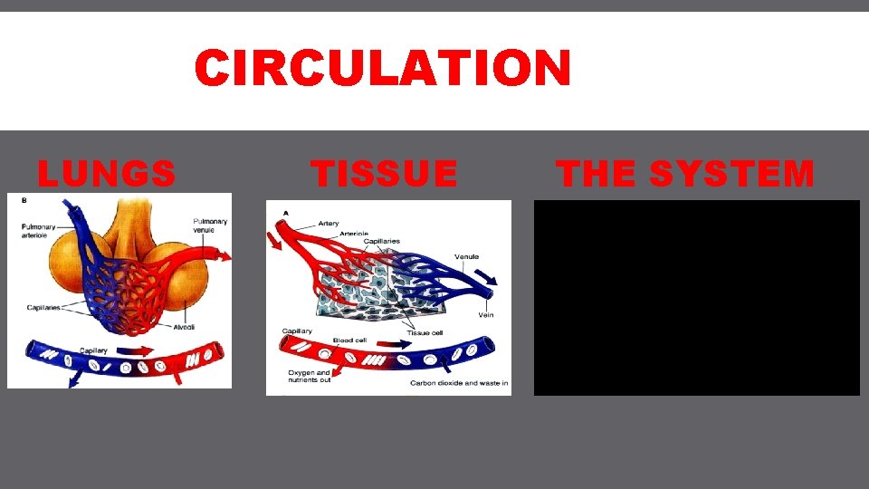 CIRCULATION LUNGS TISSUE THE SYSTEM 