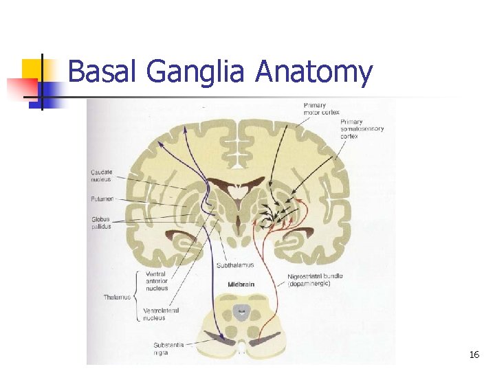 Basal Ganglia Anatomy 16 