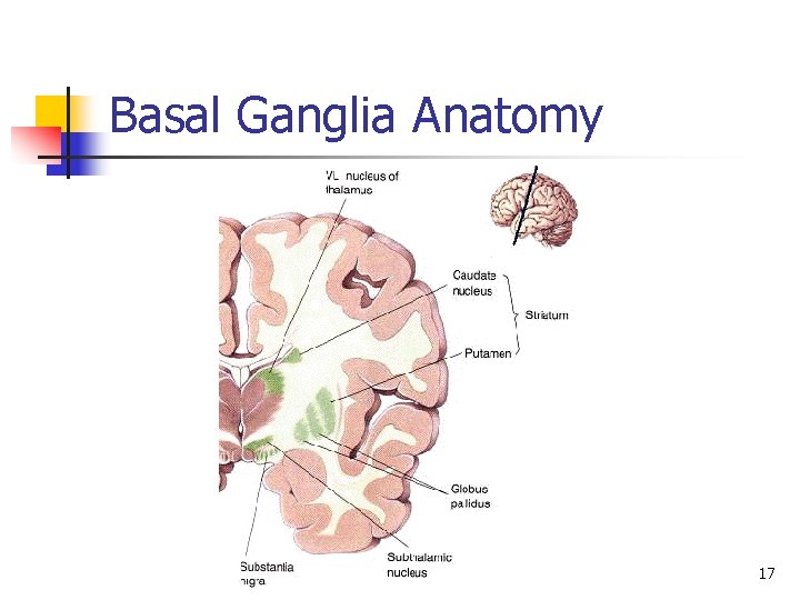 Basal Ganglia Anatomy 17 