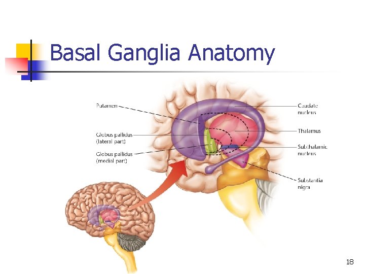 Basal Ganglia Anatomy 18 
