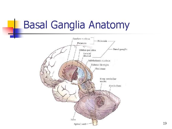 Basal Ganglia Anatomy 19 