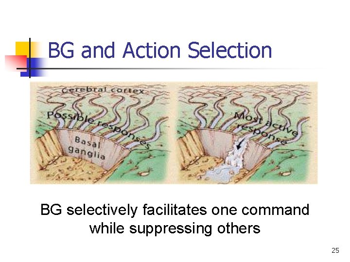 BG and Action Selection BG selectively facilitates one command while suppressing others 25 