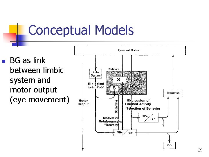 Conceptual Models n BG as link between limbic system and motor output (eye movement)