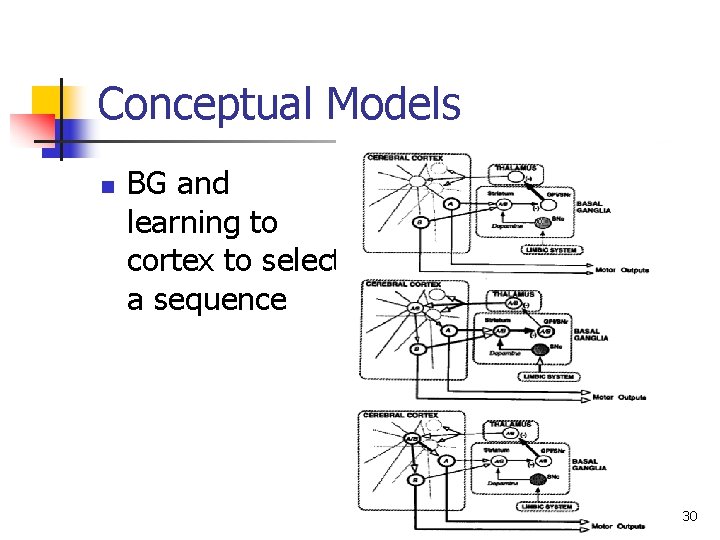 Conceptual Models n BG and learning to cortex to select a sequence 30 