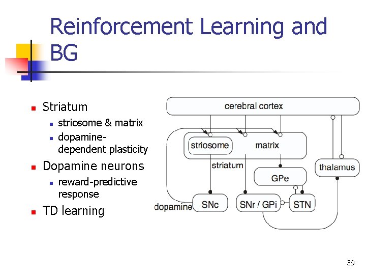 Reinforcement Learning and BG n Striatum n n n Dopamine neurons n n striosome