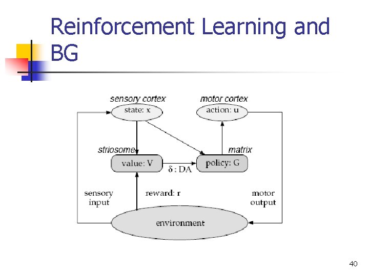 Reinforcement Learning and BG 40 