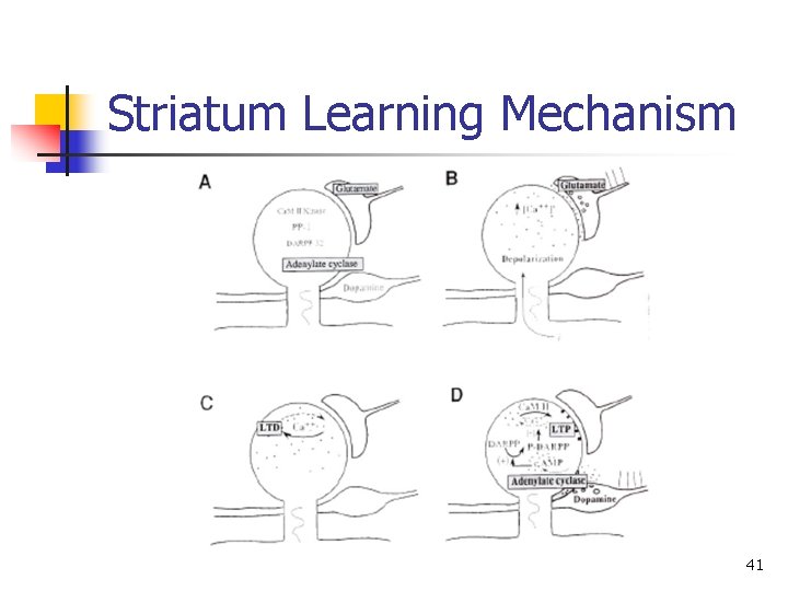 Striatum Learning Mechanism 41 