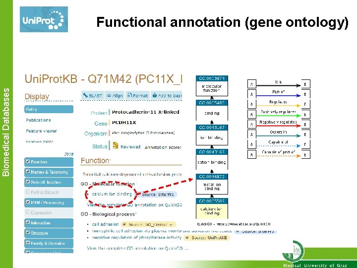 Biomedical Databases Functional annotation (gene ontology) 