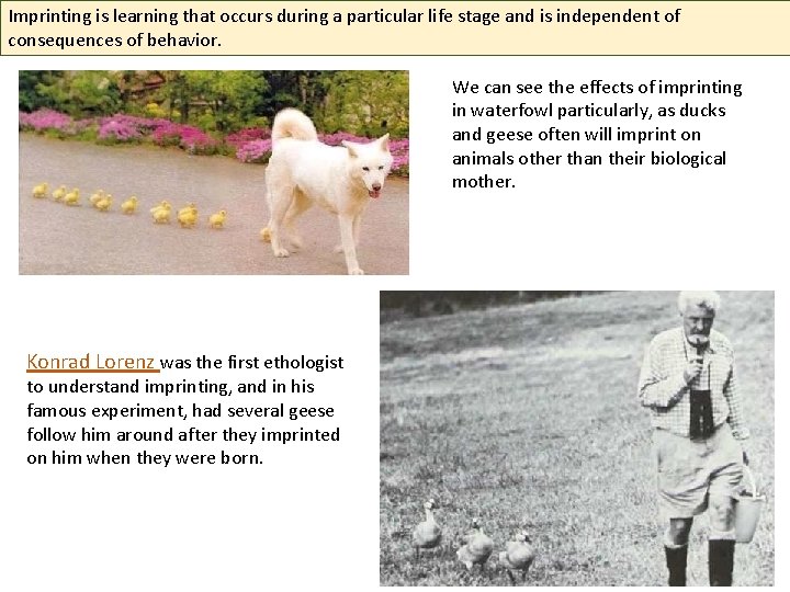 Imprinting is learning that occurs during a particular life stage and is independent of