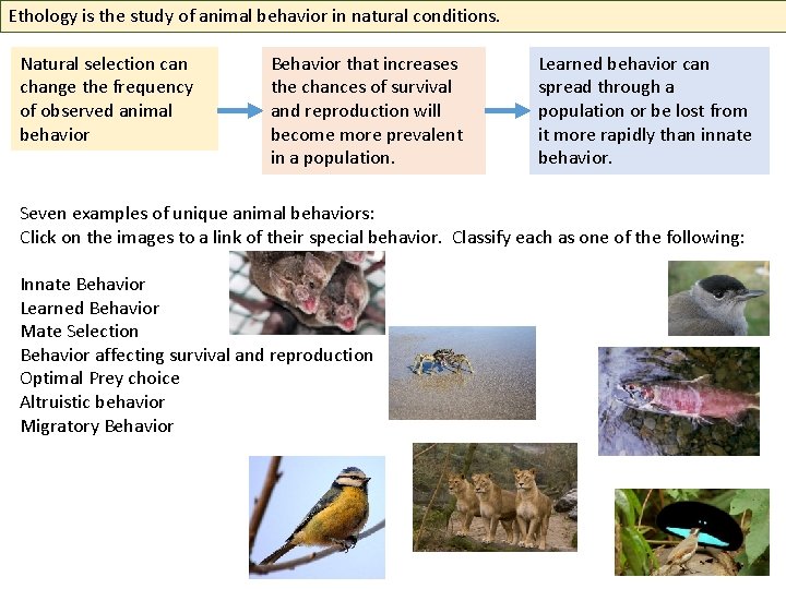 Ethology is the study of animal behavior in natural conditions. Natural selection can change