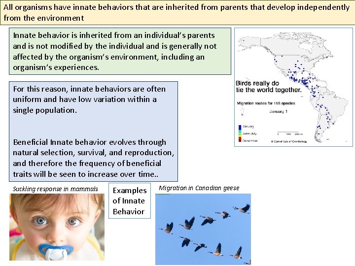 All organisms have innate behaviors that are inherited from parents that develop independently from