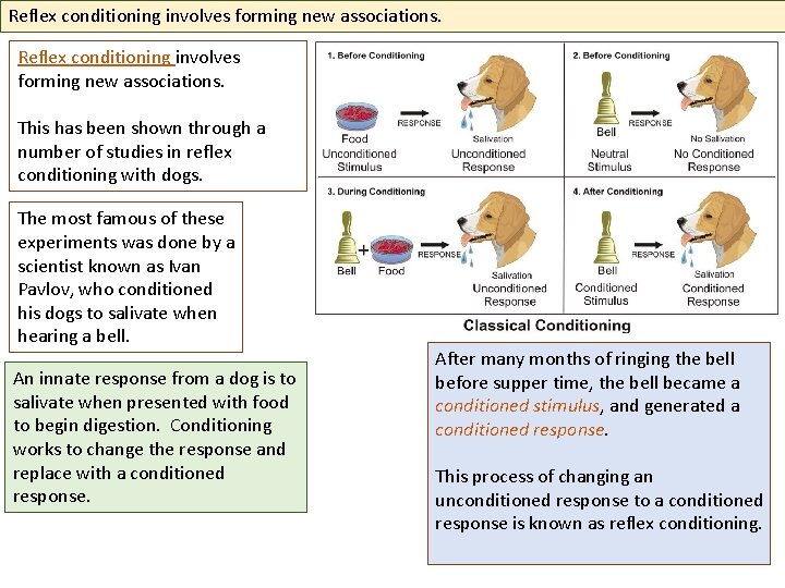 Reflex conditioning involves forming new associations. This has been shown through a number of