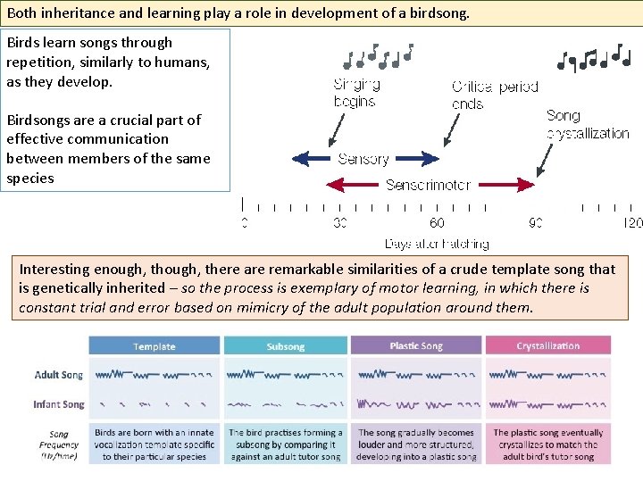 Both inheritance and learning play a role in development of a birdsong. Birds learn
