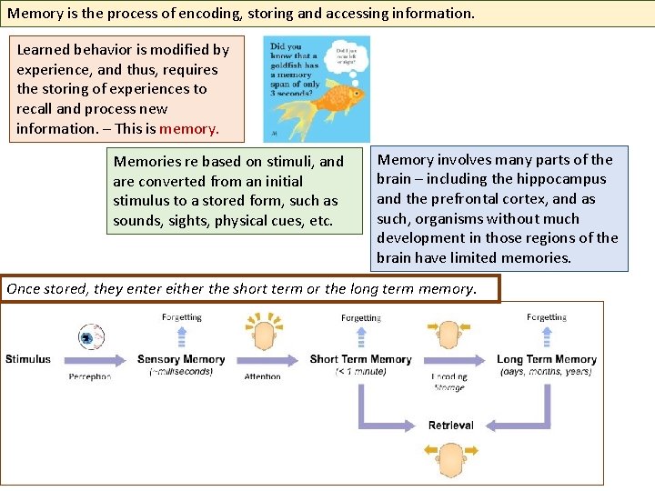 Memory is the process of encoding, storing and accessing information. Learned behavior is modified