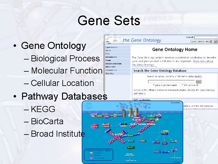 Gene Sets • Gene Ontology – Biological Process – Molecular Function – Cellular Location