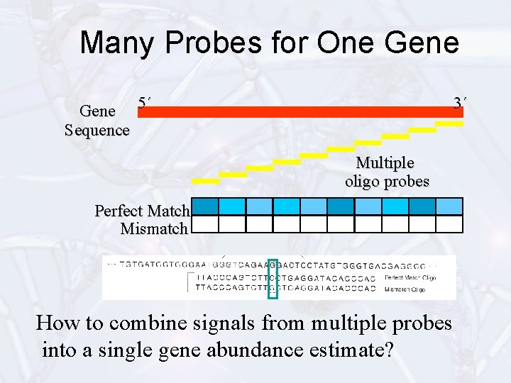 Many Probes for One Gene 5´ Sequence 3´ Multiple oligo probes Perfect Match Mismatch