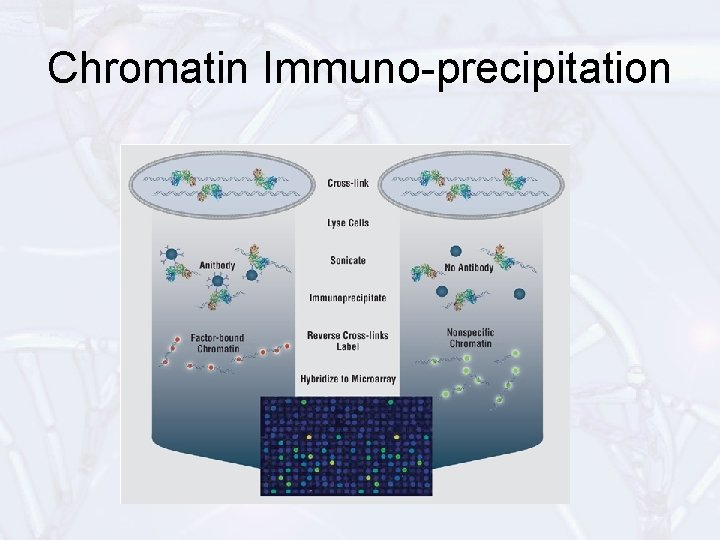 Chromatin Immuno-precipitation 