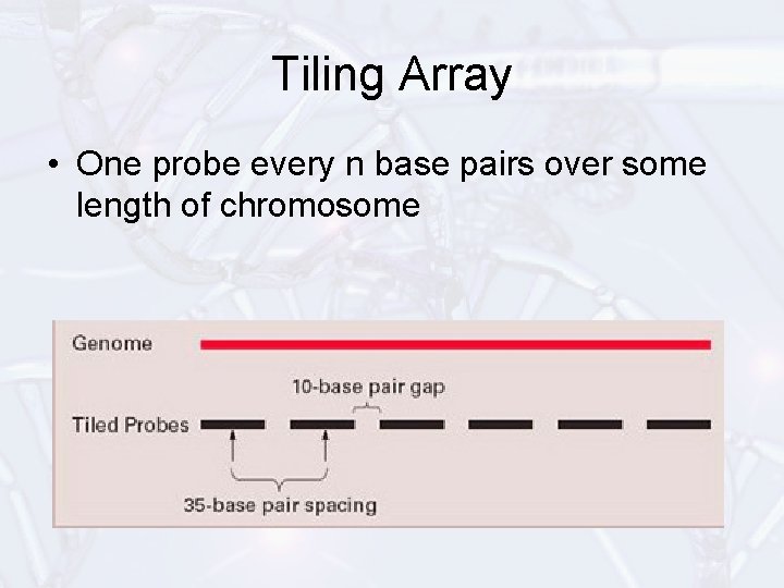 Tiling Array • One probe every n base pairs over some length of chromosome