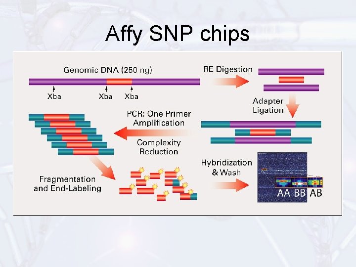 Affy SNP chips 