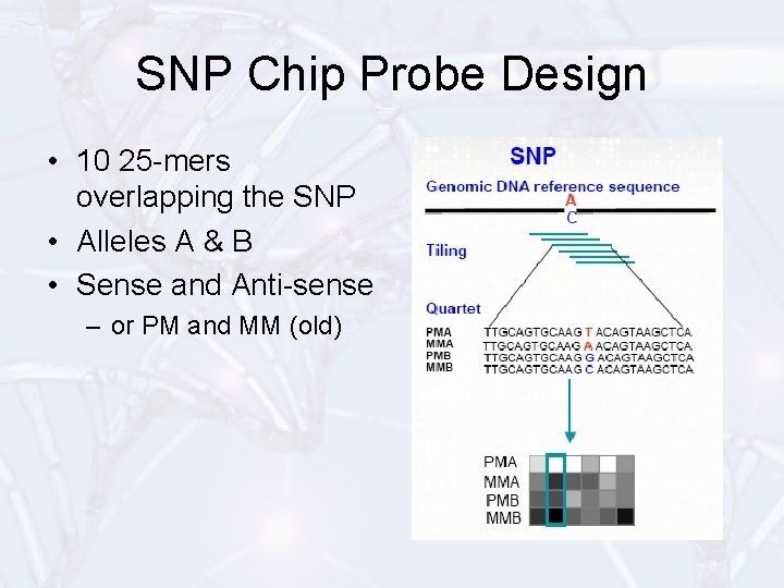 SNP Chip Probe Design • 10 25 -mers overlapping the SNP • Alleles A