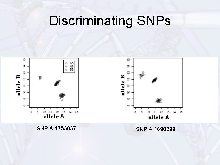 Discriminating SNPs SNP A 1753037 SNP A 1698299 
