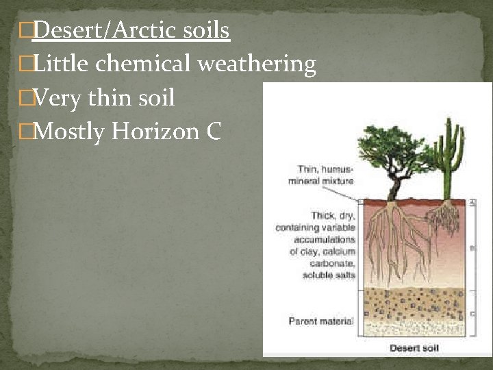�Desert/Arctic soils �Little chemical weathering �Very thin soil �Mostly Horizon C 