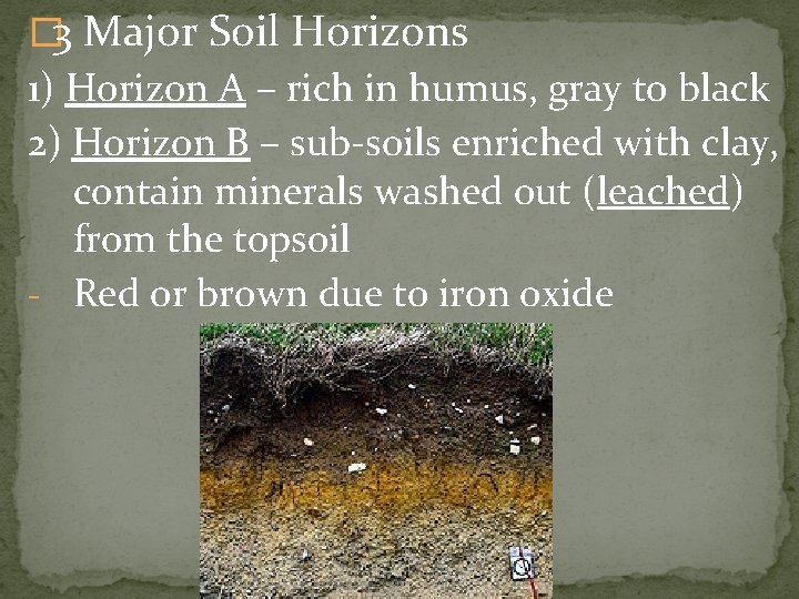 � 3 Major Soil Horizons 1) Horizon A – rich in humus, gray to