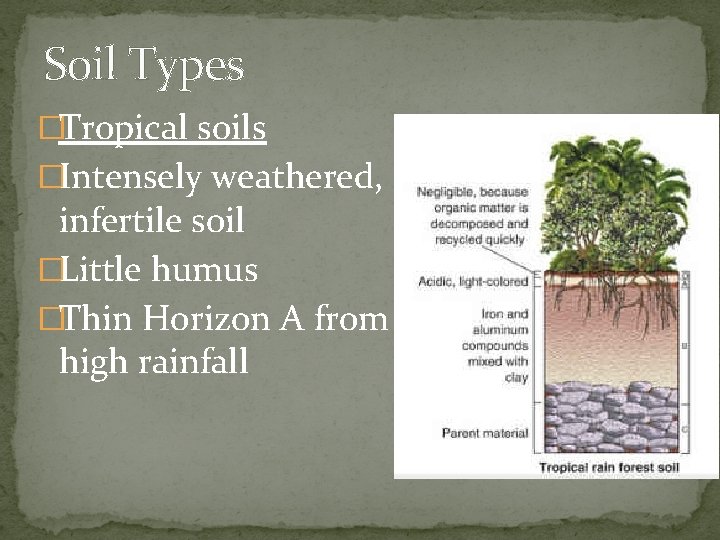 Soil Types �Tropical soils �Intensely weathered, infertile soil �Little humus �Thin Horizon A from