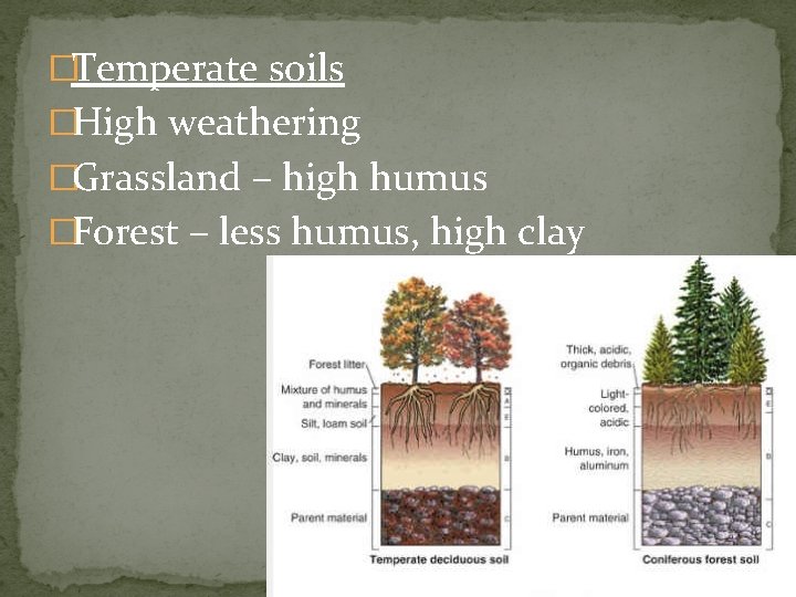 �Temperate soils �High weathering �Grassland – high humus �Forest – less humus, high clay