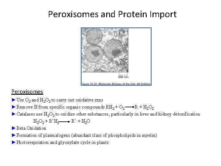 Peroxisomes and Protein Import Peroxisomes ►Use O 2 and H 2 O 2 to