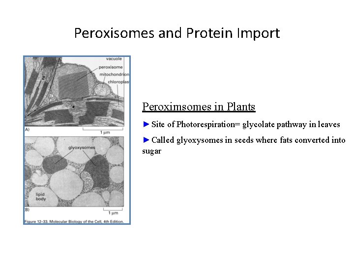 Peroxisomes and Protein Import Peroximsomes in Plants ►Site of Photorespiration= glycolate pathway in leaves