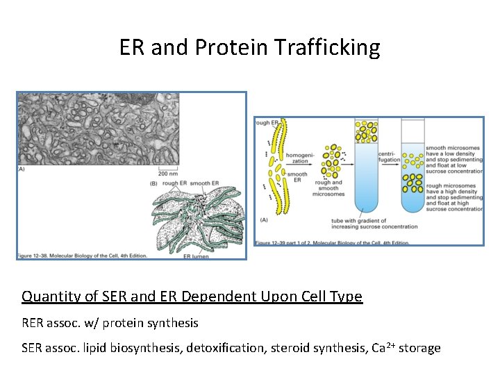 ER and Protein Trafficking Quantity of SER and ER Dependent Upon Cell Type RER