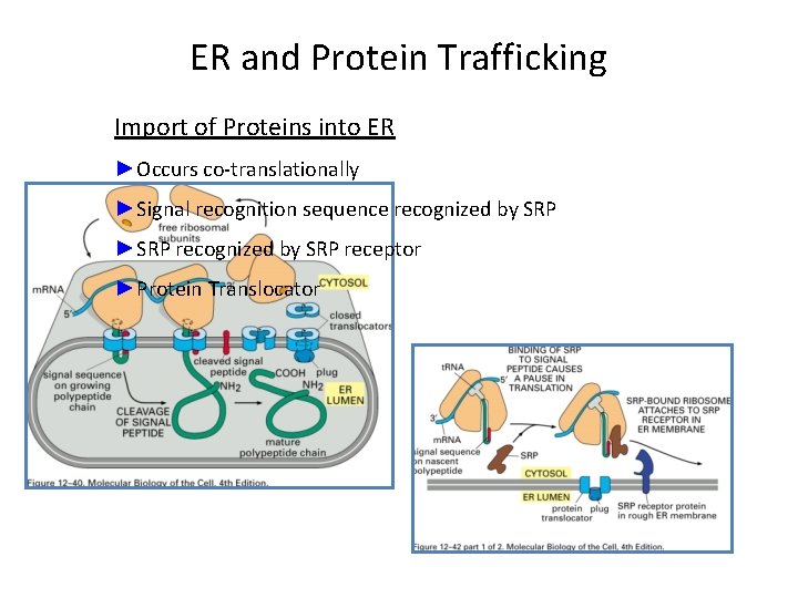 ER and Protein Trafficking Import of Proteins into ER ►Occurs co-translationally ►Signal recognition sequence
