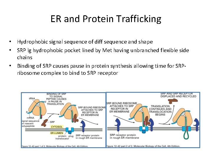 ER and Protein Trafficking • Hydrophobic signal sequence of diff sequence and shape •