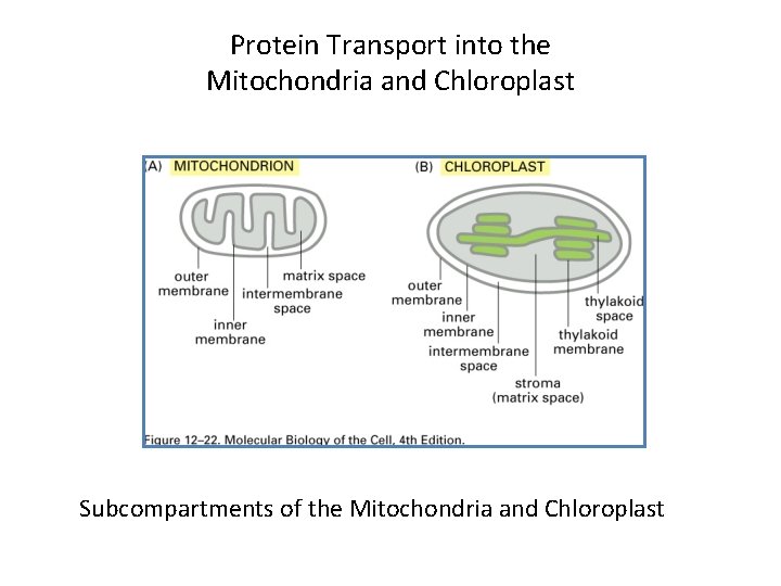 Protein Transport into the Mitochondria and Chloroplast Subcompartments of the Mitochondria and Chloroplast 