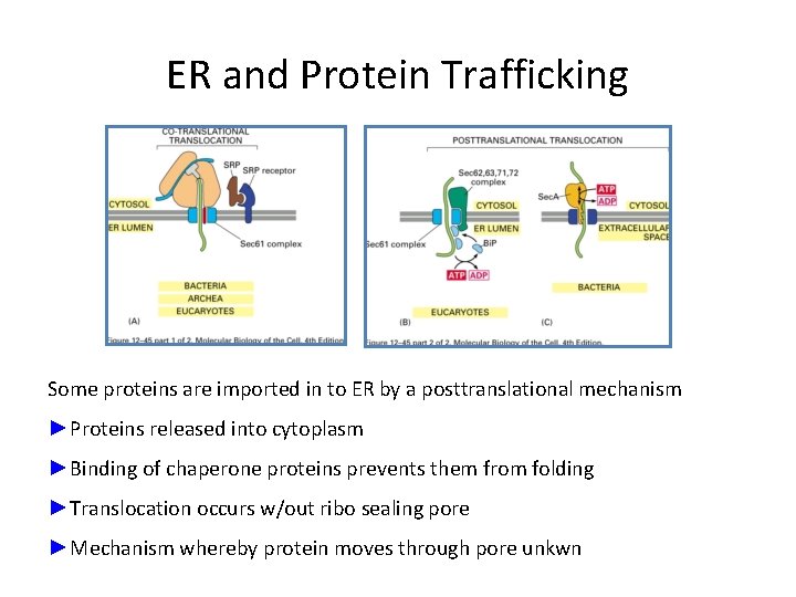 ER and Protein Trafficking Some proteins are imported in to ER by a posttranslational