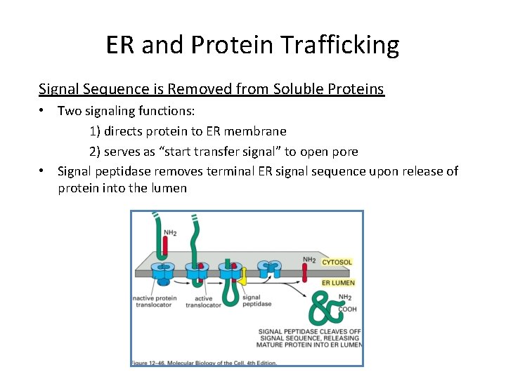 ER and Protein Trafficking Signal Sequence is Removed from Soluble Proteins • Two signaling