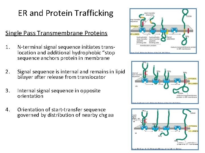ER and Protein Trafficking Single Pass Transmembrane Proteins 1. N-terminal signal sequence initiates translocation