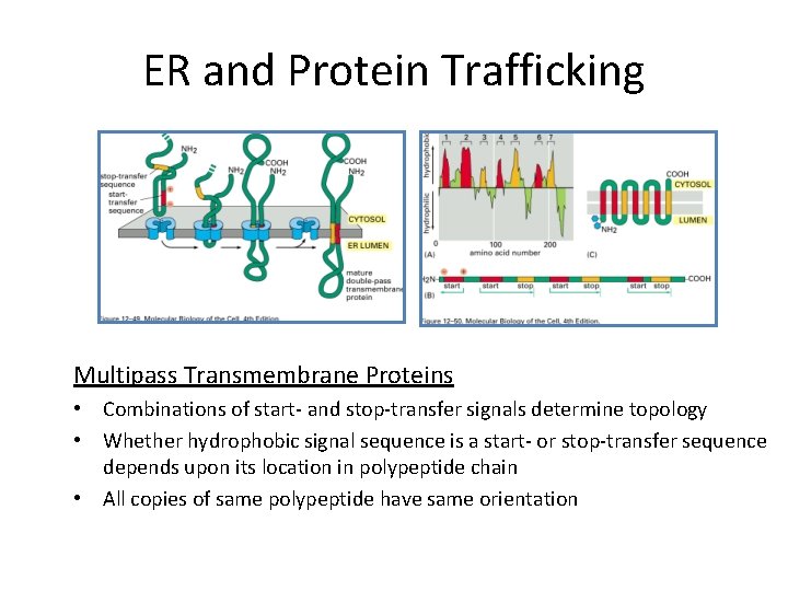 ER and Protein Trafficking Multipass Transmembrane Proteins • Combinations of start- and stop-transfer signals