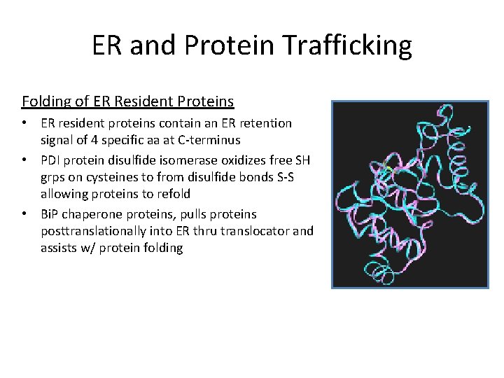 ER and Protein Trafficking Folding of ER Resident Proteins • ER resident proteins contain