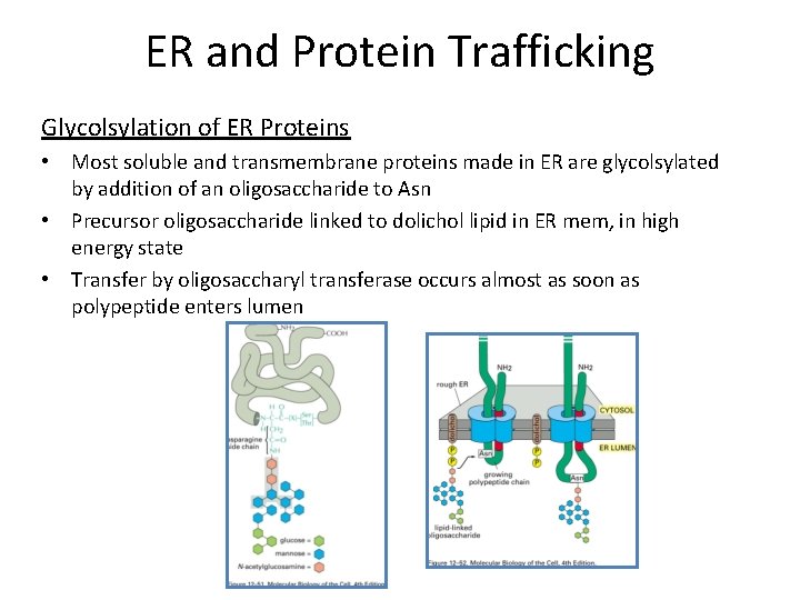 ER and Protein Trafficking Glycolsylation of ER Proteins • Most soluble and transmembrane proteins