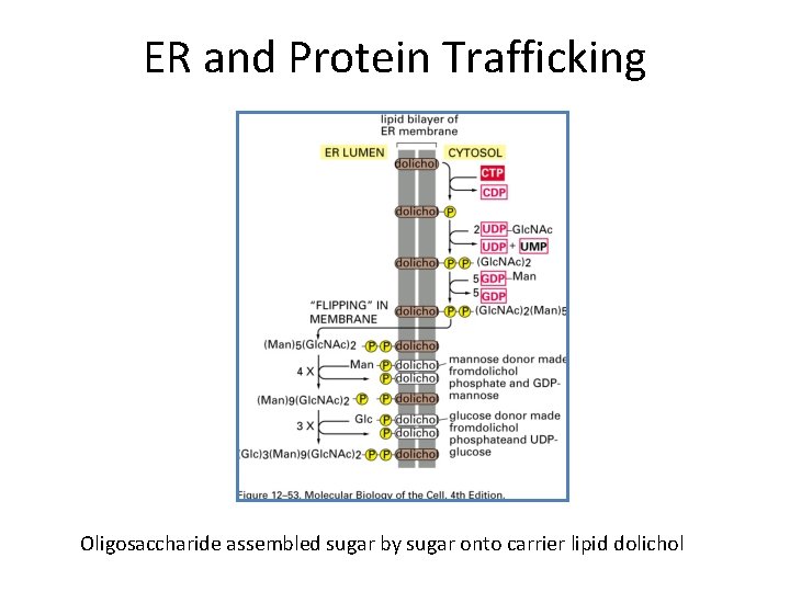 ER and Protein Trafficking Oligosaccharide assembled sugar by sugar onto carrier lipid dolichol 