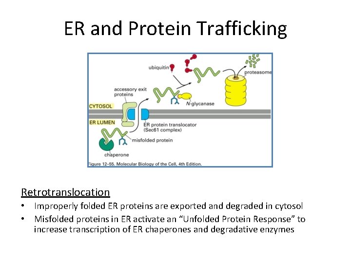 ER and Protein Trafficking Retrotranslocation • Improperly folded ER proteins are exported and degraded