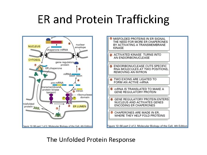 ER and Protein Trafficking The Unfolded Protein Response 
