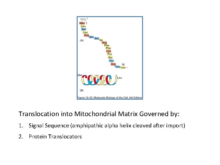Translocation into Mitochondrial Matrix Governed by: 1. Signal Sequence (amphipathic alpha helix cleaved after