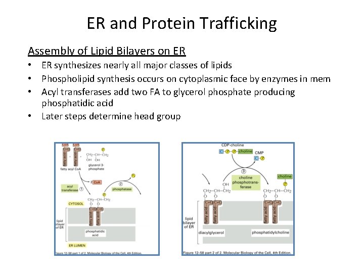 ER and Protein Trafficking Assembly of Lipid Bilayers on ER • ER synthesizes nearly